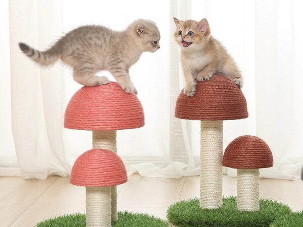 Cat Climbing Mushroom