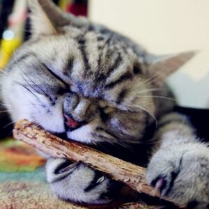5 Piece Catnip Sticks