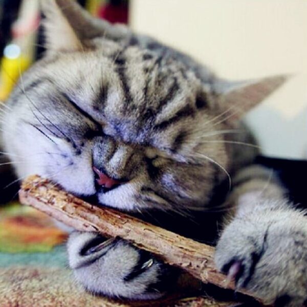 5 Piece Catnip Sticks