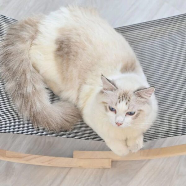 cat hammock rocker top view